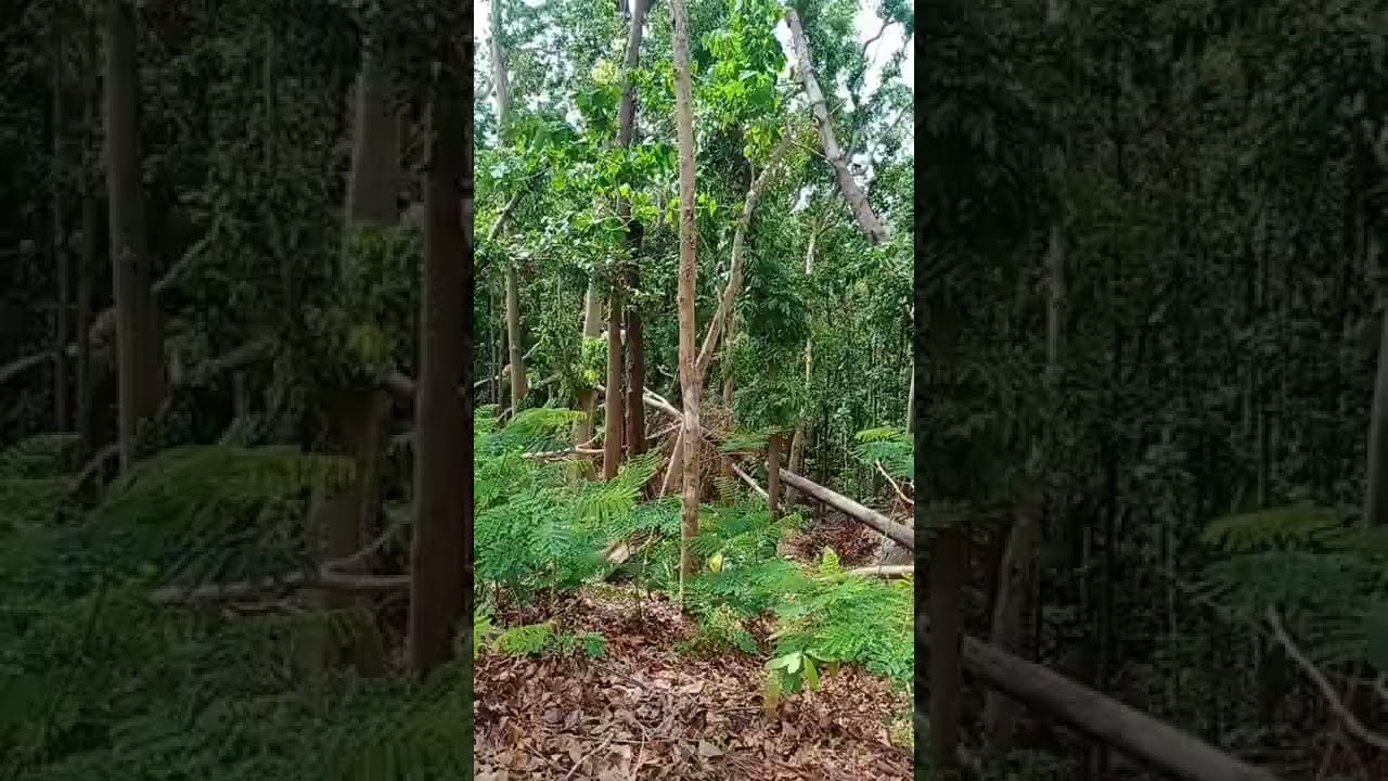 Forest within the City BSP Camp Lahug, Cebu City YouTube