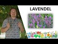 Lavendel | Seelenbalsam | natürliches Beruhigungsmittel – weniger Sorgen, Stress und besseren Schlaf