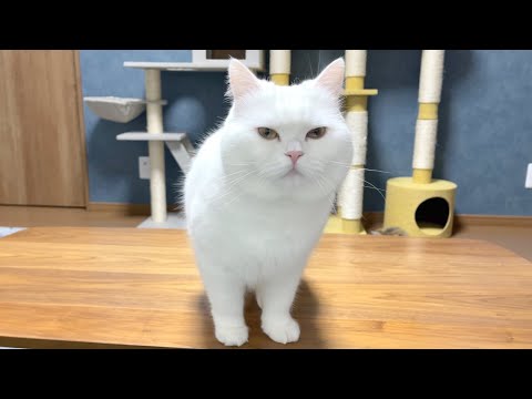 朝の４時からごはんを食べたすぎて圧をかけてくる猫！