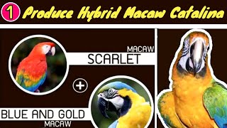 How to Produce Catalina Hybrid Macaw Parrot | Learn Macaw Genetics Video # 1 | Macaw Rare Mutations