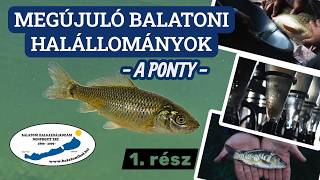 Megújuló balatoni halállományok - A ponty, 1. rész
