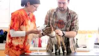 Vetcentrum - Video - Prevence