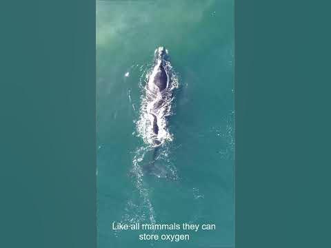 How Whales Hold their Breath so Long - YouTube