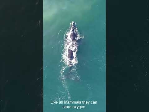 Video: Haal walvis onder water asem?