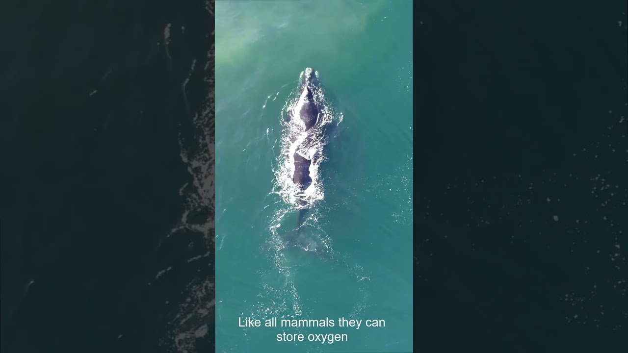 How Whales Hold their Breath so Long