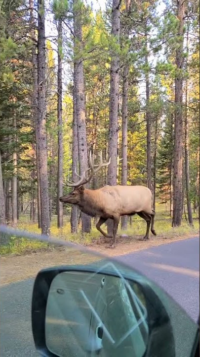 This moose sound like sea creature right?
