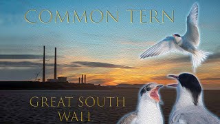 Common Tern - Great South Wall - Dublin