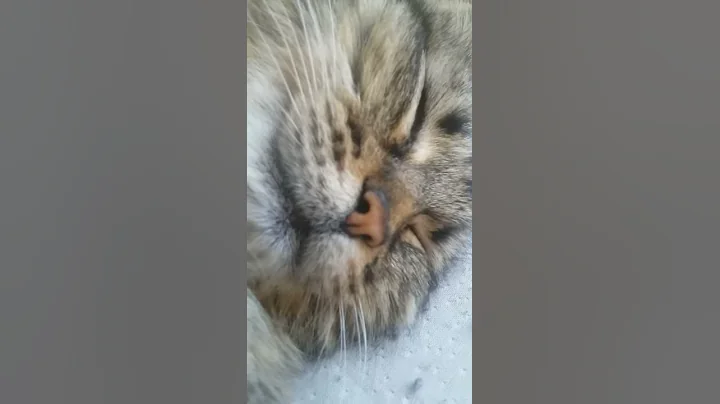 Sugar is snoring