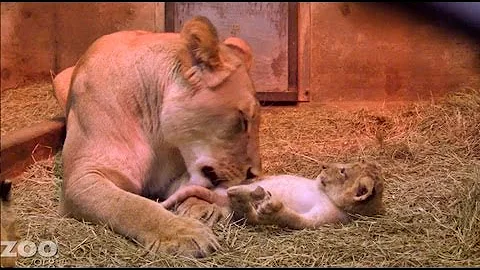 Sit Down With Lion Cubs at Woodland Park Zoo Seattle