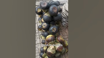 Trái thốt nốt nổi tiếng ở Tịnh Biên An Giang Việt Nam #đờirấttuyệt #doirattuyet