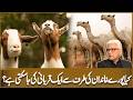 Can One Qurbani Be Done for the Whole Family? | Javed Ahmad Ghamidi | Deen o Dunya