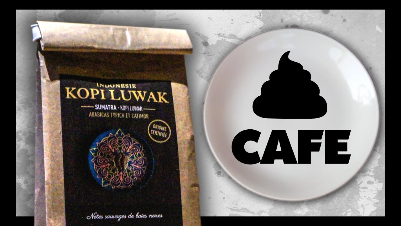 🔪 ÉTRANGES RECETTES DU CACA ? DU CAFÉ ! KOPI LUWAK YouTube 🔪 ÉTRANGES RECETTES DU CACA ? DU CAFÉ ! KOPI LUWAK YouTube