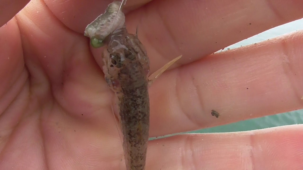 とってもかわいいハゼが釣れました Youtube とってもかわいいハゼが釣れました Youtube