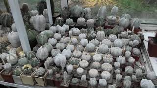 видео: Что делать с кактусами зимой? Зимнее содержание суккулентов. картинка: Что делать с кактусами зимой? Зимнее содержание суккулентов.