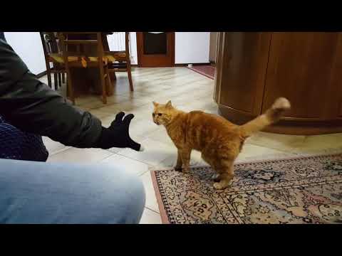 Gatto gioca attaccando un guanto per touchscreen