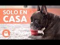 Cómo dejar a tu PERRO SOLO EN CASA - Consejos y cuidados