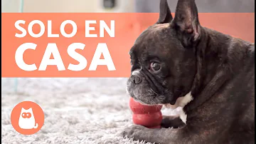 ¿Cómo dejar a un perro solo en casa sin que llore?