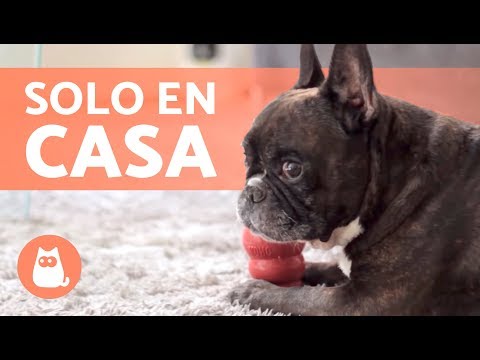 Video: 5 maneras de ayudar a tu cachorro a permanecer totalmente frío este verano