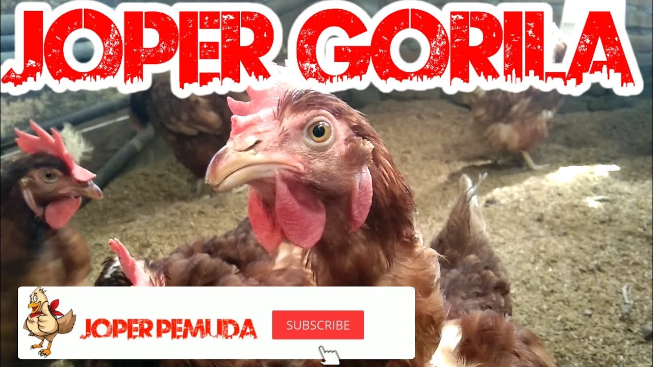 045 JOPER GORILA || JOPER PEMUDA 