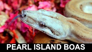 Pearl Island Boas: A Highly Underrated Island Locality Boa