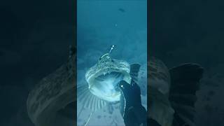 Spearing a Lingcod off of an Inflatable Dinghy