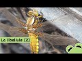 La libellule  insecte impressionnant  pisode 2