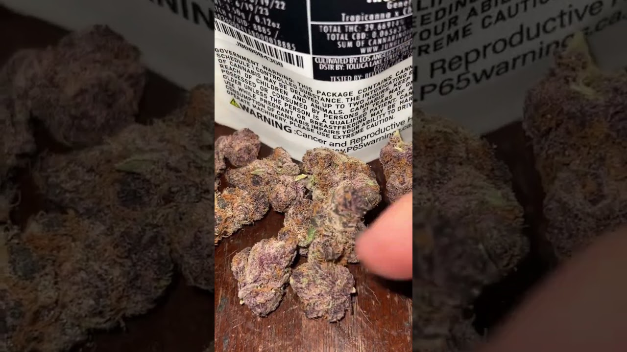 TropCherry Jungle Boys 🔥 🍒