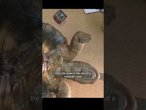 Part 2:Monsters Have a Tender Side Too! The Heartwarming Bond Between a Young Hero and Gamera