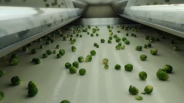 Optical sorting Brussels Sprouts YOU TUBE
