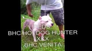 Bully House Connection Kennels.wmv