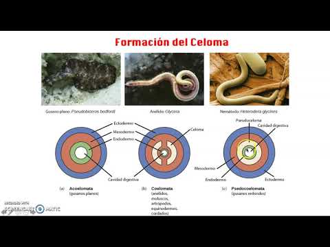 Vídeo: Diferencia Entre Celoma Y Pseudoceloma