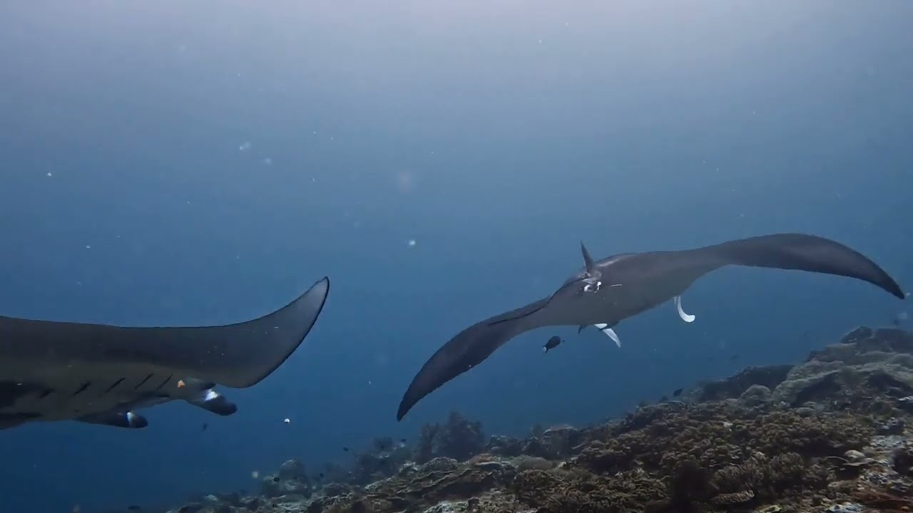 slow TV. scuba diving at manta ridge, raja ampat, Indonesia.