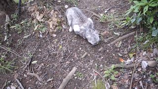 【猫動画】ここ掘れにゃんにゃん　Dig here　meow meow　#猫  #地域猫  #野良猫 by 猫と魚ともっくん 341 views 1 month ago 6 minutes, 12 seconds