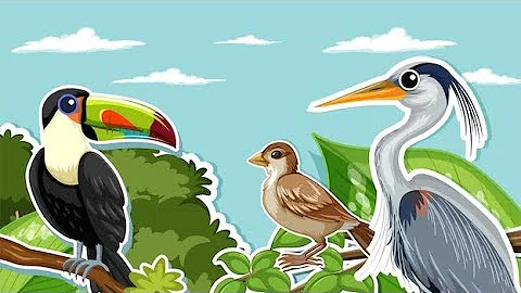 Most Beautiful Birds in the World |Breathtaking Beauty of Earth's Most Exquisite Birds |Relaxation