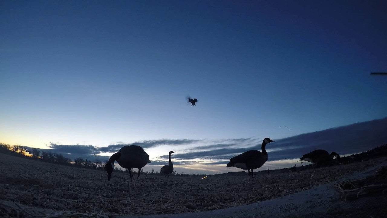 2017 Wyoming Goose Hunting YouTube
