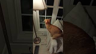 Littlebit attacks a lamp! #catsofyoutube #cat #catcathouse #catterycat