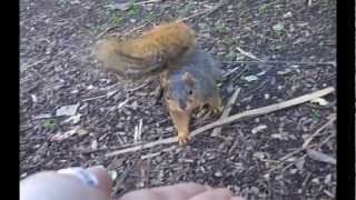 I Speak Squirrel!