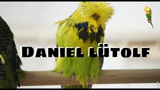 DANIEL LUTOLF CHAPTER 1/4 | Budgie Planet 2023| show budgie, periquitos, perruches