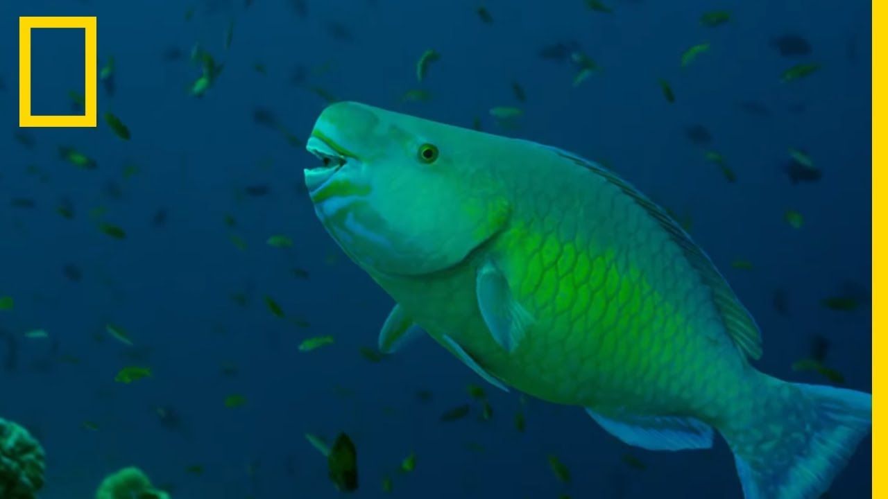 Poisson Perroquet Les Poissons 2019 - 