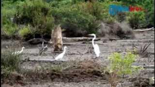 Download lagu Tribunnews Telusuri Keanekagaraman Hayati Kalimantan Timur