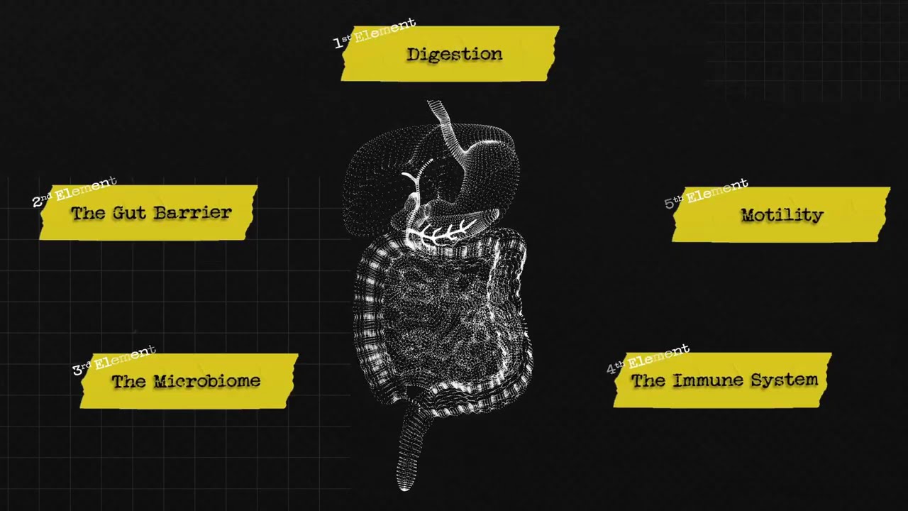 How the Digestive System Works: 5 Key Elements for Gut Health!