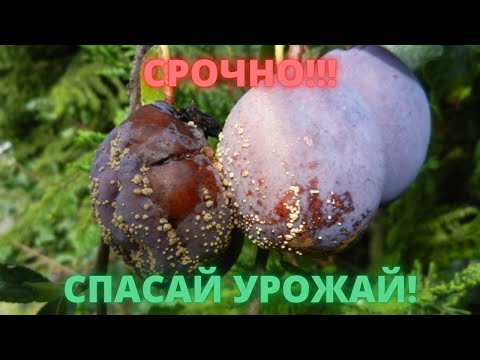 Видео: Созреют ли сливы на дереве?