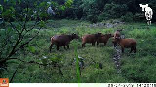 Buffalo Herd By Stream