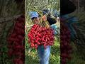 Wow- what a beautiful ripe date | Harvesting delicious sweet date by rural farmer #shorts #fruits