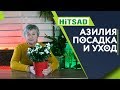 Проблемы с Азалией ✔️ Уход за Азалией 🌺 Советы от Хитсад ТВ