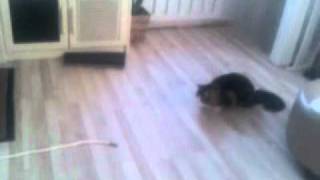 Crazy Jumping Cat by jorill slettstrand 102 views 12 years ago 12 seconds