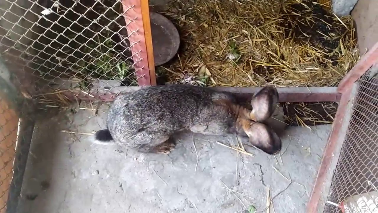 Kury nioski, gołębie, króliczki, kaczuszki! *małe króliki coraz ciekawsze* ! :D