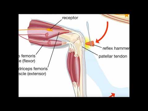 The Muscle Spindle Reflex Arc [Stretch or Patellar Reflex]