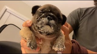 How to Wean Puppies the Correct way Without Problems (Frenchies, Matt's Kennels)