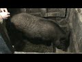 Вес кабана породы кармал в 11 месяцев / The weight of the wild boar in 11 months